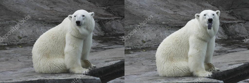 Kolase Dari Dua Foto Beruang Kutub Menjulurkan Lidahnya Sebelum Dan Stok Foto Bebas Royalti