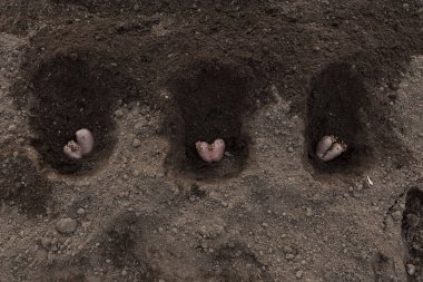 Konsept: Yiyecek atığı azaltma. Patates ekiyorum. Topraktaki kalp şeklinde çirkin bir patates. Bozuk sebzelerin yeni mahsul için ekili malzeme olarak kullanılması. Üst Manzara. Seçici odak.