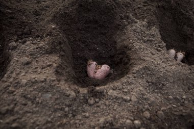 Konsept: Yiyecek atığı azaltma. Patates ekiyorum. Topraktaki kalp şeklinde çirkin bir patates. Bozuk sebzelerin yeni mahsul için ekili malzeme olarak kullanılması. Seçici odak.