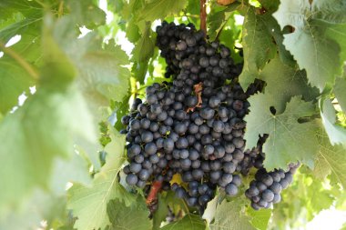 Bir sarmaşıkta büyük bir demet küçük üzüm yetişir. Kırmızı şarap veya meyve suyu üretimi için uygun. Güneşli bir gün. Yakın çekim..