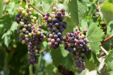Sarmaşıkta olgunlaşan güneş ışığında toplanmış çok renkli üzümler. Yakın çekim..