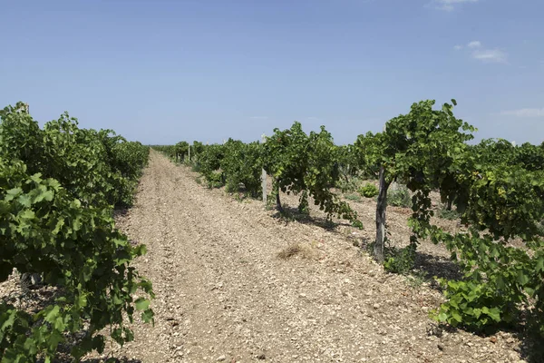 Řady Vinic Před Sklizní Selektivní Soustředění Zemědělská Krajina Vinařství — Stock fotografie