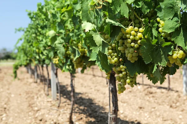 Een Lange Rij Wijngaarden Met Druiven Voor Oogst Selectieve Focus — Stockfoto