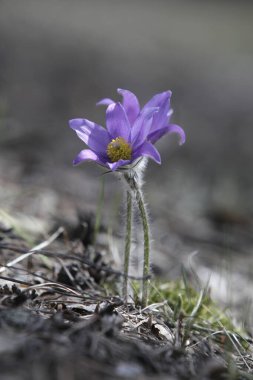 Orman açıklığında iki narin bahar leylak çiçeği (pulsatilla patens). Güneş ışığı altında yaklaş. Metin için yer.