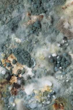 Mavi gri küf makrosu, doğal arka plan yakın plan..