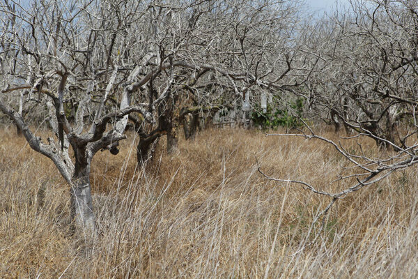 Ряды мертвых, сухих фруктовых деревьев и высокой сухой травы. Засуха. Неурожай. Опасность пожара. Проблемы сельского хозяйства. Угроза голода
.