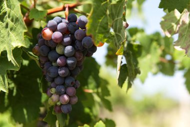 Olgunlaşmamış üzümler. Çok renkli bir üzüm demeti parlak güneşin altında asmanın üzerinde olgunlaşır. Yakın plan. Seçici odak.