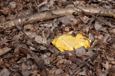 Doğada çürüyen uzun atık. Terk edilmiş köpük tepsisi uzun zamandır ormanda yerde yatıyordu..