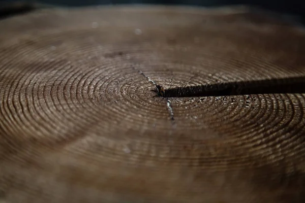 Old wooden circle with a split cut of the log