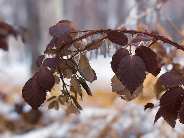 Realmente Invierno Pero Naturaleza Está Rota —  Fotos de Stock