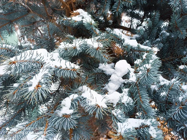 Branches Sapin Couvertes Neige Blanche — Photo