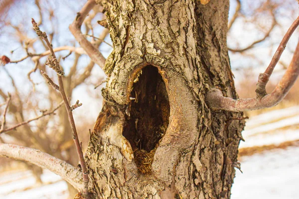 Schönes Gebläse Baum Winter — Stockfoto