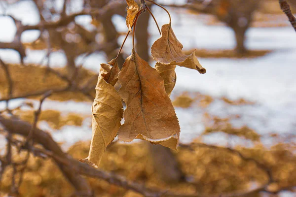 Herbstblätter Auf Winterlichem Hintergrund — Stockfoto