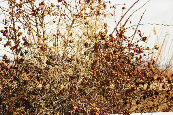 Őszi Levelek Fán Vörös Gyümölcsök Fán — Stock Fotó
