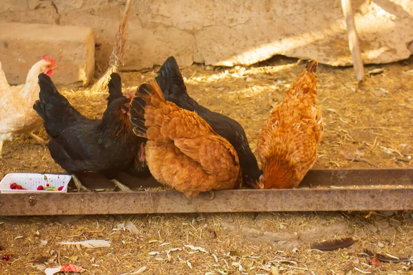 Kippen Eten Hun Maïs Bij Het Dorpshuis — Stockfoto