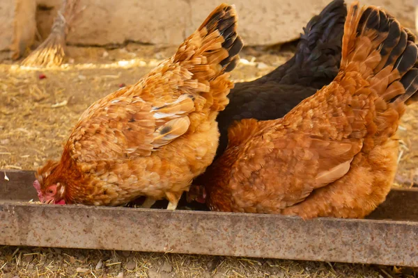 Drie Kippen Eten Hun Eten — Stockfoto