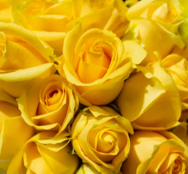 a bucket of yellow roses, yellow rose background