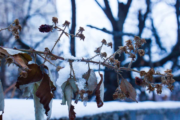 Die Gefrorenen Roten Beeren Winter — Stockfoto