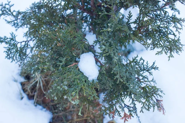 Snow Green Tree Forest — 스톡 사진