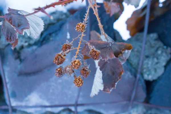 Bayas Congeladas Árbol Invierno —  Fotos de Stock