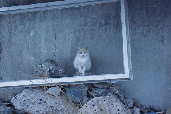 Білий Кіт Старому Вікні — стокове фото