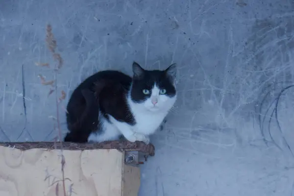 Ασπρόμαυρη Γάτα Στο Παλιό Παράθυρο — Φωτογραφία Αρχείου