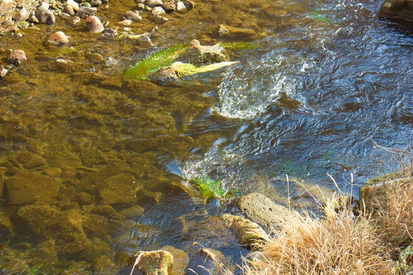 森の中を流れる川はとても美しい春で — ストック写真