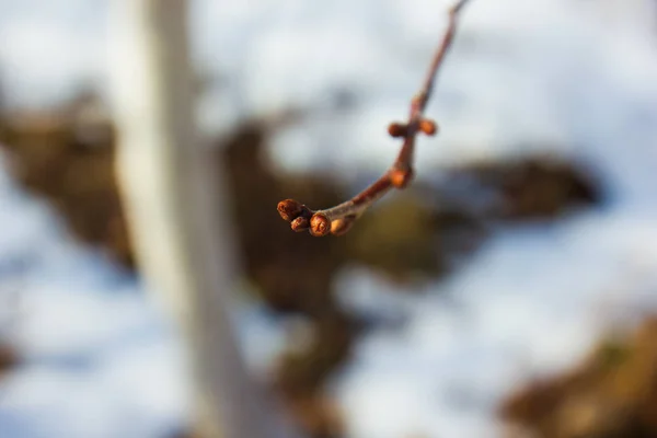 Zweig Eines Baumes Winter Auf Verschwommenem Weißem Hintergrund — Stockfoto