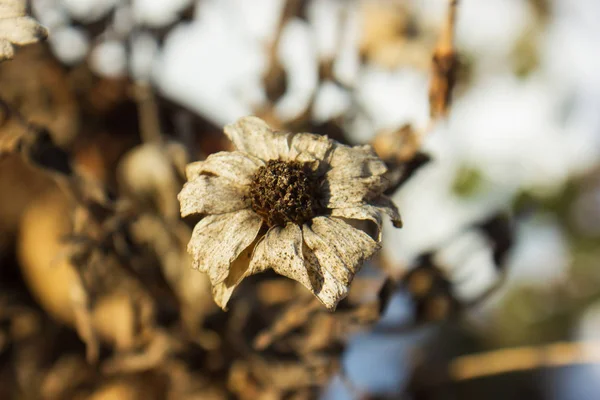 Kışın Donmuş Beyaz Çiçek — Stok fotoğraf
