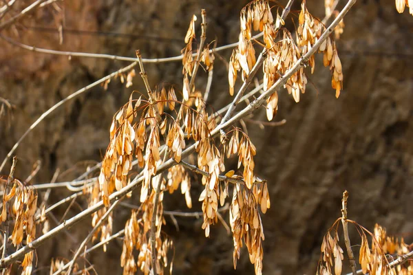 Yellow Leaves Wind — Stock Photo, Image