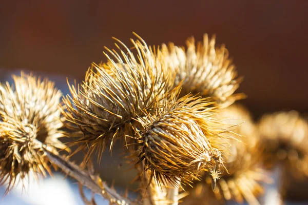 Épines Jaunes Hiver Sur Fond Flou — Photo