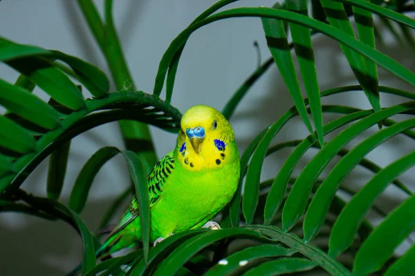 Der Grüne Papagei Auf Der Handfläche — Stockfoto