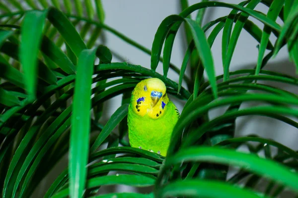 Egy Félénk Papagáj Egy Zöld Pálmafán — Stock Fotó