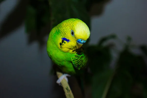 Yeşil Bir Ağaç Dalında Renkli Bir Papağan — Stok fotoğraf