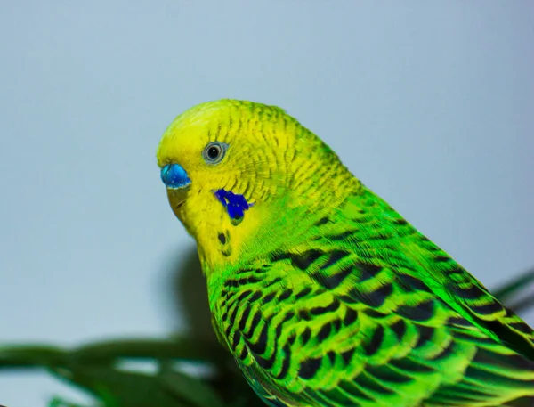 Colorful Black Green Parrot White Blurred Background — 스톡 사진