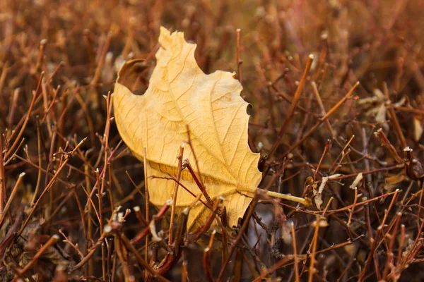 Geel Decoratief Verlof Takken — Stockfoto