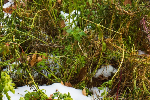 冬の公園の緑と黄色の草は — ストック写真