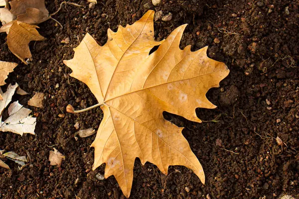 Dekorativer Herbsturlaub Auf Dem Boden — Stockfoto