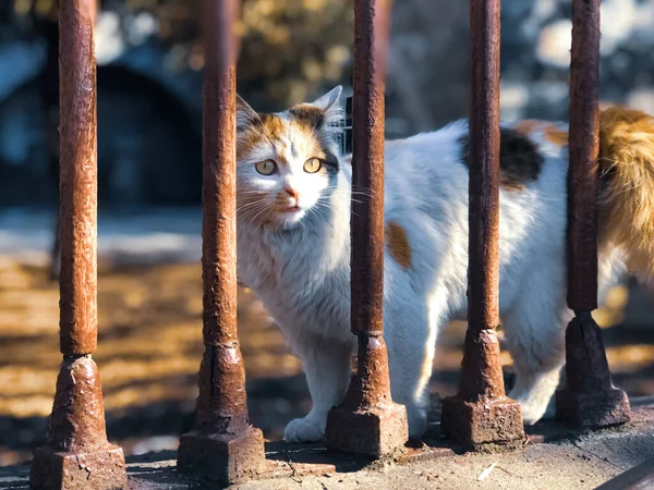 Vacker Vit Katt Bakom Gallret — Stockfoto