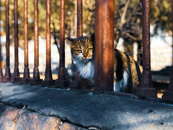 Самотній Кіт Сидить Стіні — стокове фото