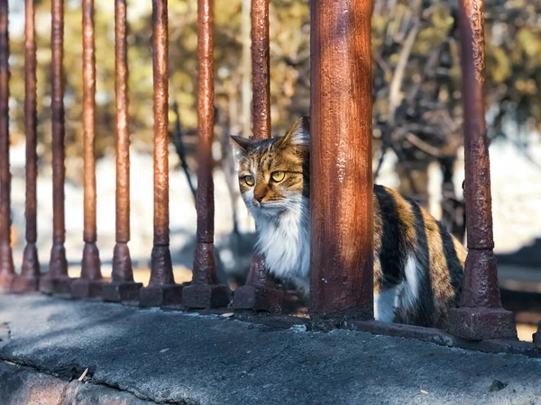 Gato Sozinho Triste Sentado Parede — Fotografia de Stock