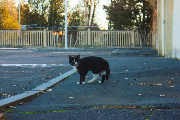Чорно Білий Кіт Перетинає Дорогу — стокове фото