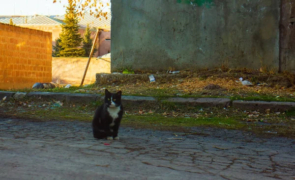 坐在地上的黑猫 — 图库照片