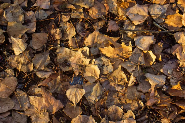 Herbstlaub Auf Dem Boden — Stockfoto