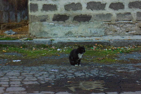 Чорно Білий Кіт Сидить Брудній Вулиці — стокове фото