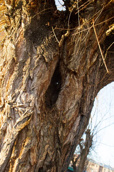 나무늘보 — 스톡 사진