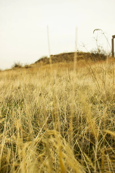 山上黄色的秋草 — 图库照片