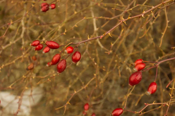 Červené Bobule Viburnum Větvi — Stock fotografie