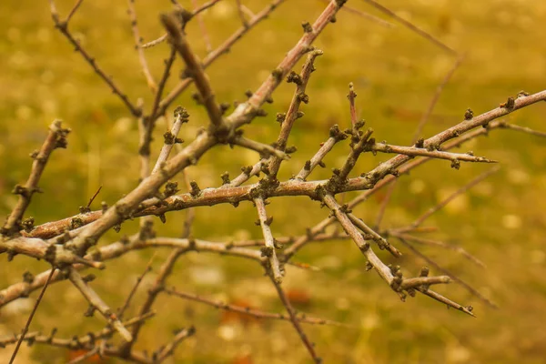 春に緑の草の背景に木の枝があり — ストック写真