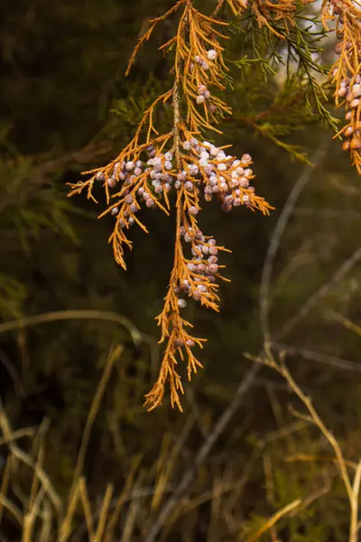 Ramas Amarillas Las Bayas Árbol Con Fondo Hierba — Foto de Stock